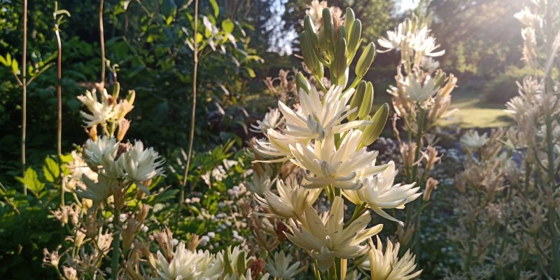 Camassia leichtlinii 'Semiplena' Leihtlini preeriaküünal TAIMENA